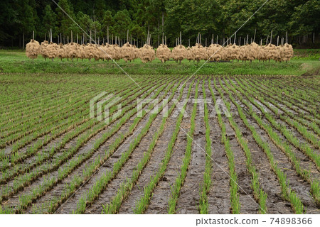 Rural landscape in autumn 74898366