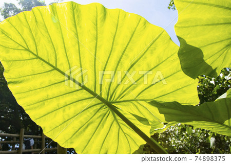 Alocasia leaves 74898375