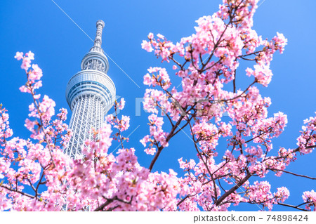 Tokyo》 Sky Tree and Kawazu Sakura ・ Spring Tokyo - Stock
