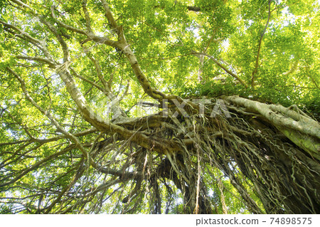 Banyan tree 74898575
