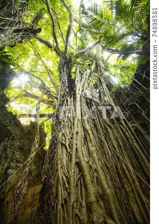 Banyan tree 74898581