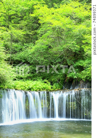 Fresh green Shiraito Falls 74899371