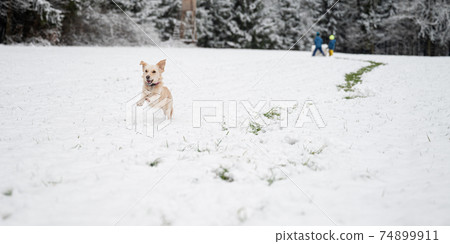 Happy little dog running in the snow Happy little dog running in the snow 74899911