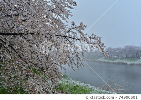 一排排的櫻花樹在下雪的Motoara河上 一排排的櫻花樹在下雪的Motoara河上 74900601