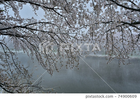 一排排的櫻花樹在下雪的Motoara河上 74900609