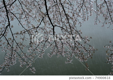 A row of cherry blossom trees along the Motoara River where it snows A row of cherry blossom trees along the Motoara River where it snows 74900618