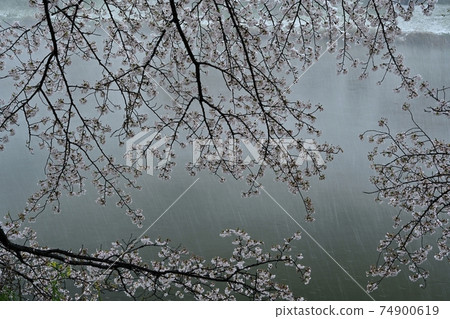 A row of cherry blossom trees along the Motoara River where it snows 74900619