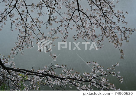 A row of cherry blossom trees along the Motoara River where it snows A row of cherry blossom trees along the Motoara River where it snows 74900620