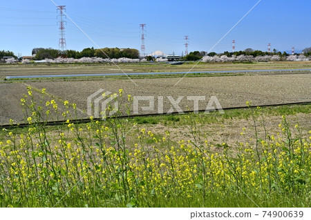 Mt. Fuji on the rape blossoms on the Motoara River and a row of cherry blossom trees on the power transmission line 74900639