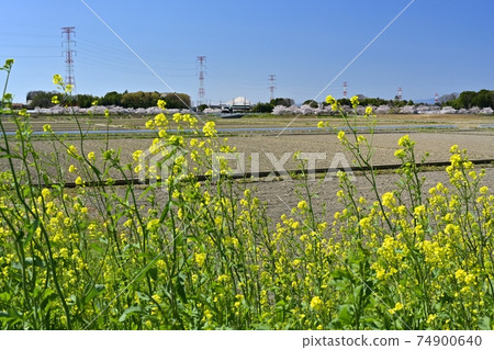 Mt. Fuji on the rape blossoms on the Motoara River and a row of cherry blossom trees on the power transmission line Mt. Fuji on the rape blossoms on the Motoara River and a row of cherry blossom trees on the power transmission line 74900640