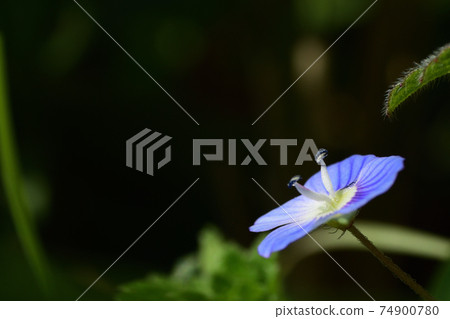 Blue small flower Blue small flower 74900780