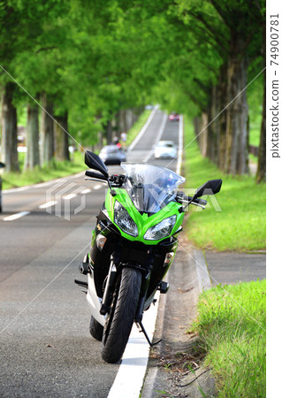 Metasequoia Namiki and Bike Metasequoia Namiki and Bike 74900781