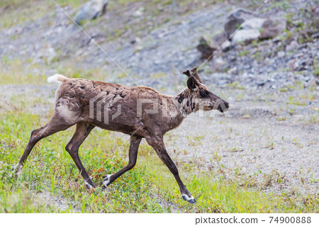 Reindeer Reindeer 74900888