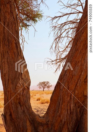 Namib desert Namib desert 74900889