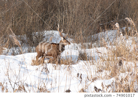 Portrait of a male deer stands sideways in the bushes Portrait of a male deer stands sideways in the bushes 74901017