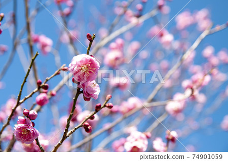 Plum blossoms in the blue sky 74901059