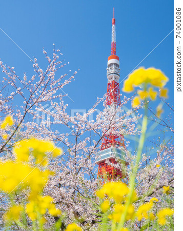 東京港區的四月東京鐵塔，櫻花和油菜開花 74901086