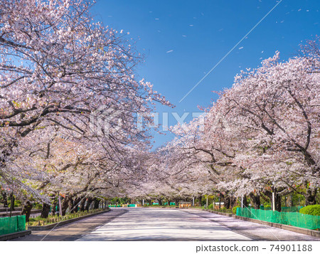 東京台東區上野公園 上野溫泉公園 的四月櫻花 照片素材 圖片 圖庫