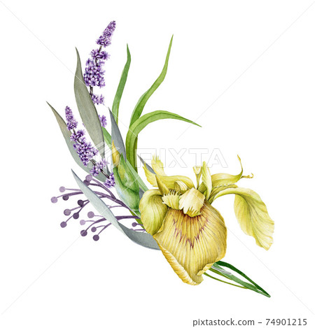 Lavender, yellow garden iris and wild meadow flowers watercolor design spring bouquet. Meadow grass greenery. Floral pastel watercolor style. Blooming spring floral card. Elements are isolated Lavender, yellow garden iris and wild meadow flowers watercolor design spring bouquet. Meadow grass greenery. Floral pastel watercolor style. Blooming spring floral card. Elements are isolated 74901215