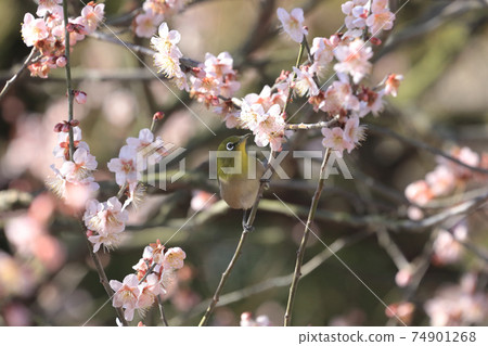 梅林梨眼林花園，白眼 74901268