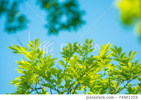Refreshing spring sprout fresh green Refreshing spring sprout fresh green 74901359