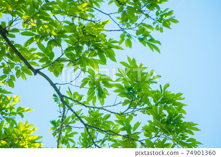 Refreshing spring sprout fresh green Refreshing spring sprout fresh green 74901360
