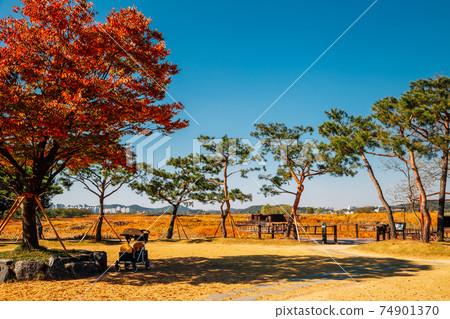 Autumn of Gaetgol Eco Park in Siheung, Korea 74901370