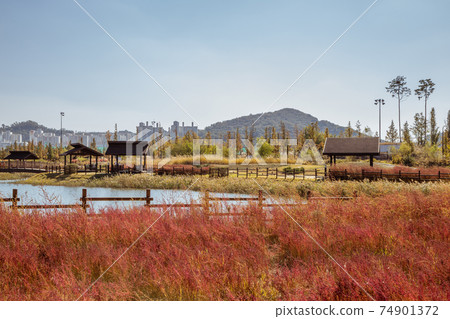 Autumn of Gaetgol Eco Park in Siheung, Korea 74901372
