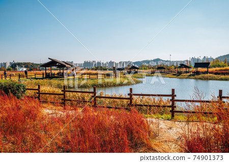 Autumn of Gaetgol Eco Park in Siheung, Korea 74901373