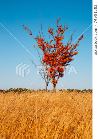 Maple tree and dry reed field. Autumn of Gaetgol Eco Park in Siheung, Korea 74901382
