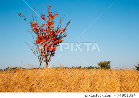 Maple tree and dry reed field. Autumn of Gaetgol Eco Park in Siheung, Korea 74901384