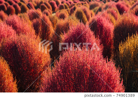 Pink summer cypress field. Autumn of Gaetgol Eco Park in Siheung, Korea Pink summer cypress field. Autumn of Gaetgol Eco Park in Siheung, Korea 74901389