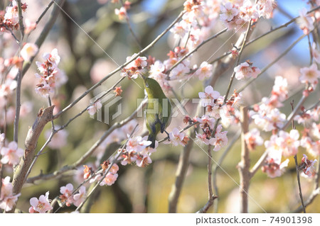 梅林梨眼林花園，白眼 74901398