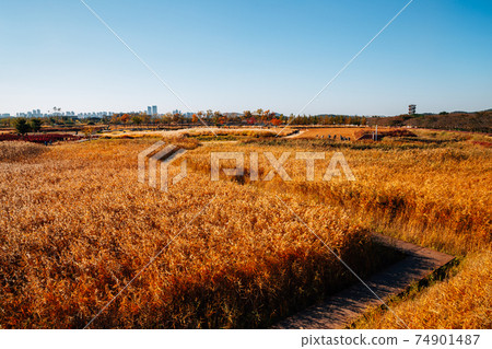 Panoramic view of dry reed field. Autumn of Gaetgol Eco Park in Siheung, Korea 74901487