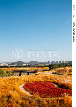 Panoramic view of dry reed field. Autumn of Gaetgol Eco Park in Siheung, Korea 74901493