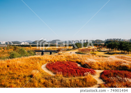 Panoramic view of dry reed field. Autumn of Gaetgol Eco Park in Siheung, Korea 74901494