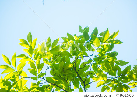 Refreshing spring sprout fresh green Refreshing spring sprout fresh green 74901509