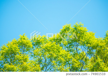 Refreshing spring sprout fresh green Refreshing spring sprout fresh green 74901510