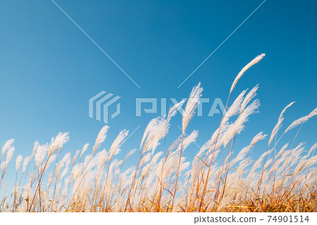Dry reed field. Autumn of Gaetgol Eco Park in Siheung, Korea 74901514