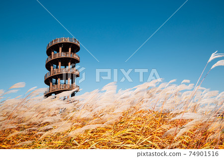 Observatory tower and dry reed field. Autumn of Gaetgol Eco Park in Siheung, Korea 74901516