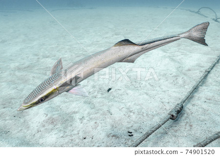 Remora 74901520
