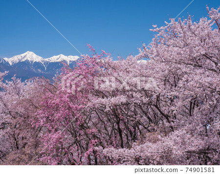 4月長野縣/松本工房山小房山櫻花和北阿爾卑斯山 4月長野縣/松本工房山小房山櫻花和北阿爾卑斯山 74901581