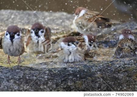 Six sparrows are flirting with splashes in a water bowl filled with water. Six sparrows are flirting with splashes in a water bowl filled with water. 74902069