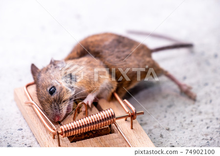 Mouse trapped in Mouse trap in the shed 74902100