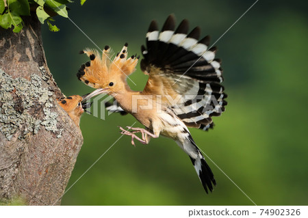 Eurasian hoopoe feeding chick in flight in summer nature. Eurasian hoopoe feeding chick in flight in summer nature. 74902326