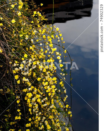 Winter jasmine flowers blooming on the banks of the Enokuchi River Winter jasmine flowers blooming on the banks of the Enokuchi River 74902329