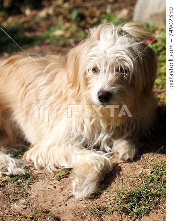 lovely long hairy white fur cute fat dirty dog playing outdoor in home garden selective focus blur background lovely long hairy white fur cute fat dirty dog playing outdoor in home garden selective focus blur background 74902330