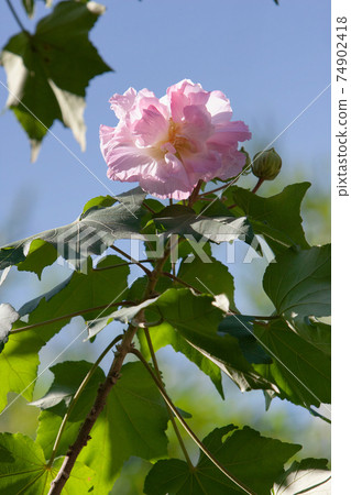a Hibiscus mutabil is open at a day time 74902418