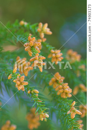 Sugi flowers that are the cause of pollinosis 74903173