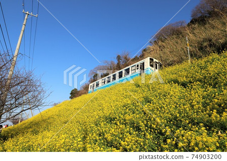 Picturesque station Shimonada station Rape field 74903200